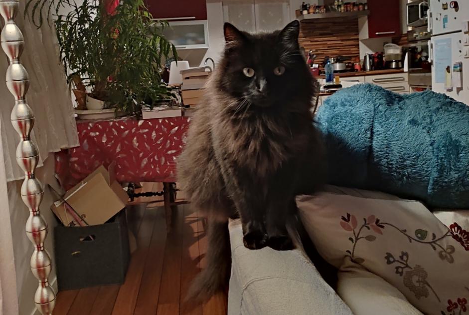 Alerte Disparition Chat croisement Mâle , 5 ans Fourchambault France