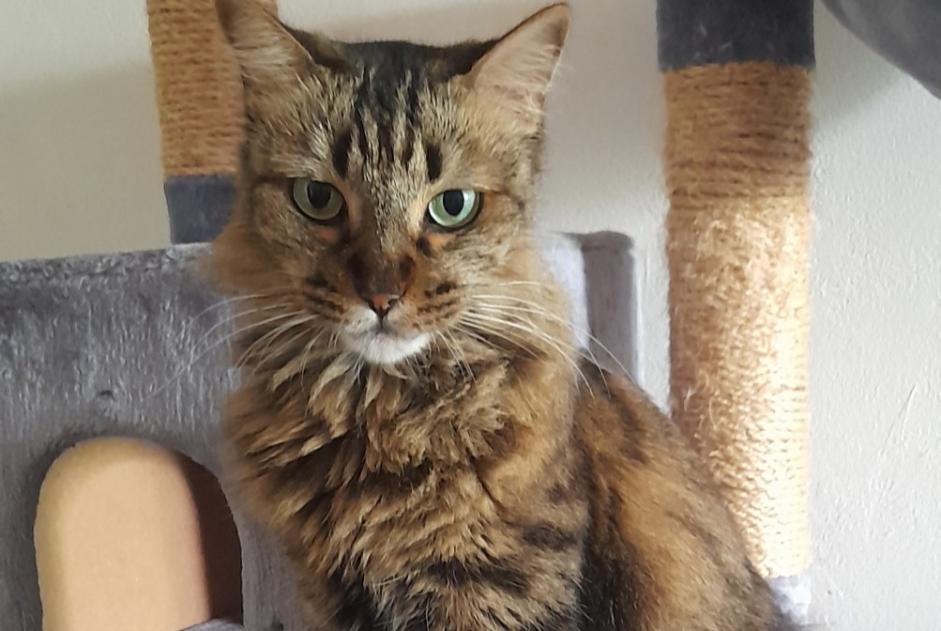 Alerte Disparition Chat Femelle , 6 ans Saint-Denis France