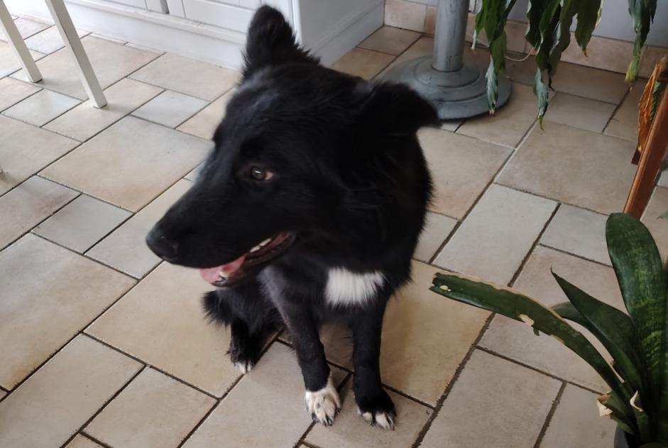 Alerte Découverte Chien croisement Mâle Cavignac France