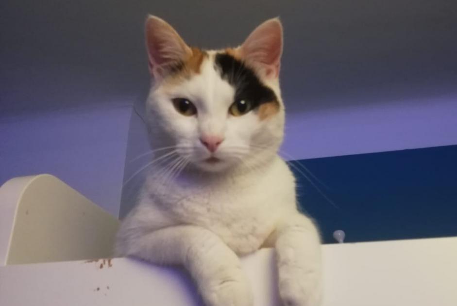 Alerte Disparition Chat  Femelle , 3 ans Saint-Nazaire France