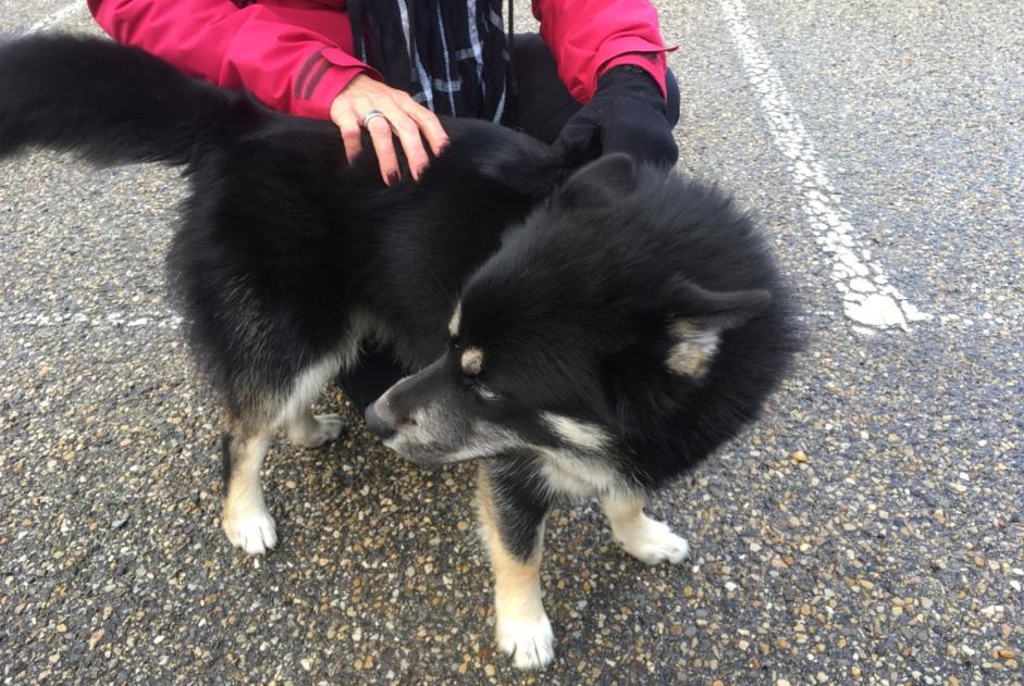 Alerte Découverte Chien  Mâle Pavezin France