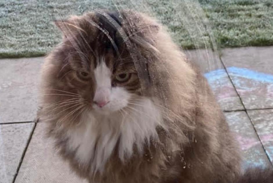 Alerte Disparition Chat croisement Mâle , 9 ans Coquelles France