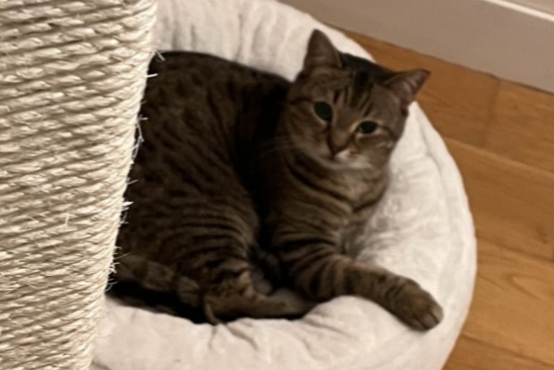 Alerte Disparition Chat Femelle , 9 ans Neuilly-sur-Seine France