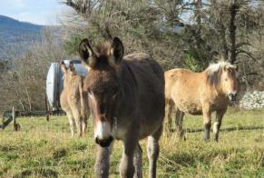 Alerte Disparition Cheval Mâle , 2024 ans Retournac France