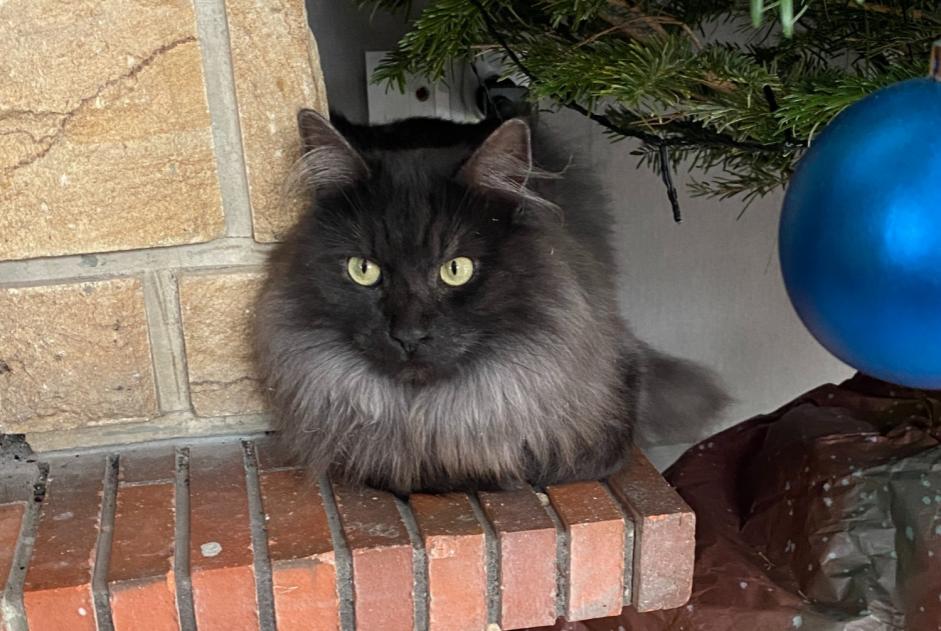 Alerte Disparition Chat Mâle , 3 ans Fresse-sur-Moselle France