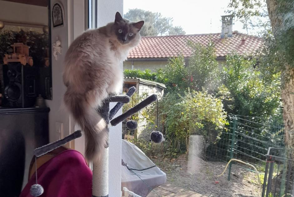 Alerte Disparition Chat croisement Femelle , 4 ans Messanges France