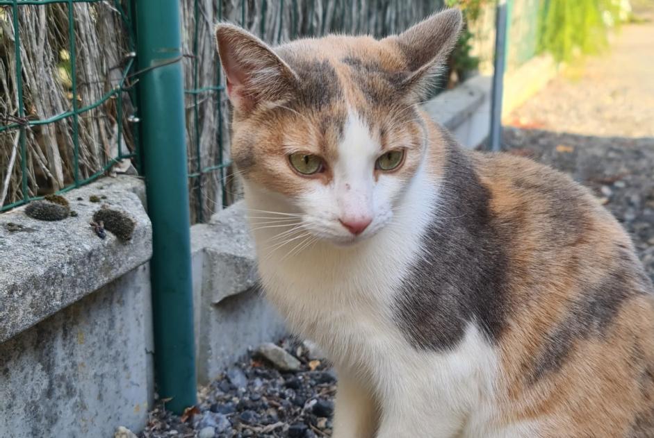 Alerte Disparition Chat Femelle , 4 ans Le Pallet France