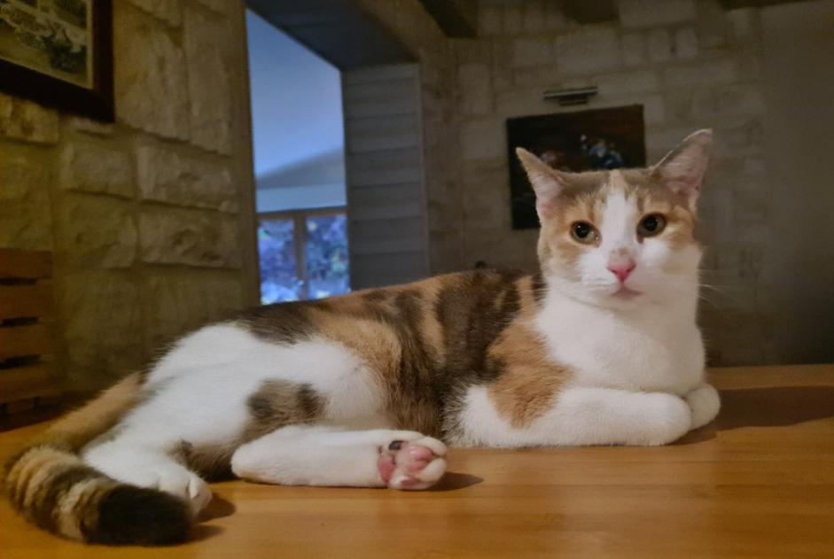 Alerte Disparition Chat Femelle , 4 ans Le Pallet France