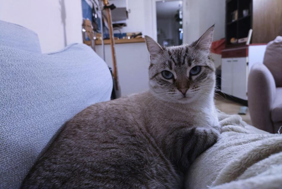 Alerte Disparition Chat Femelle , 4 ans Marseille France