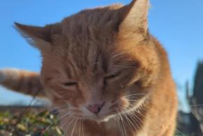 Alerte Découverte Chat Inconnu Saint-Léonard France