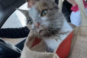 Alerte Découverte Chat Femelle , Entre 4 et 6 mois Bretteville-sur-Odon France