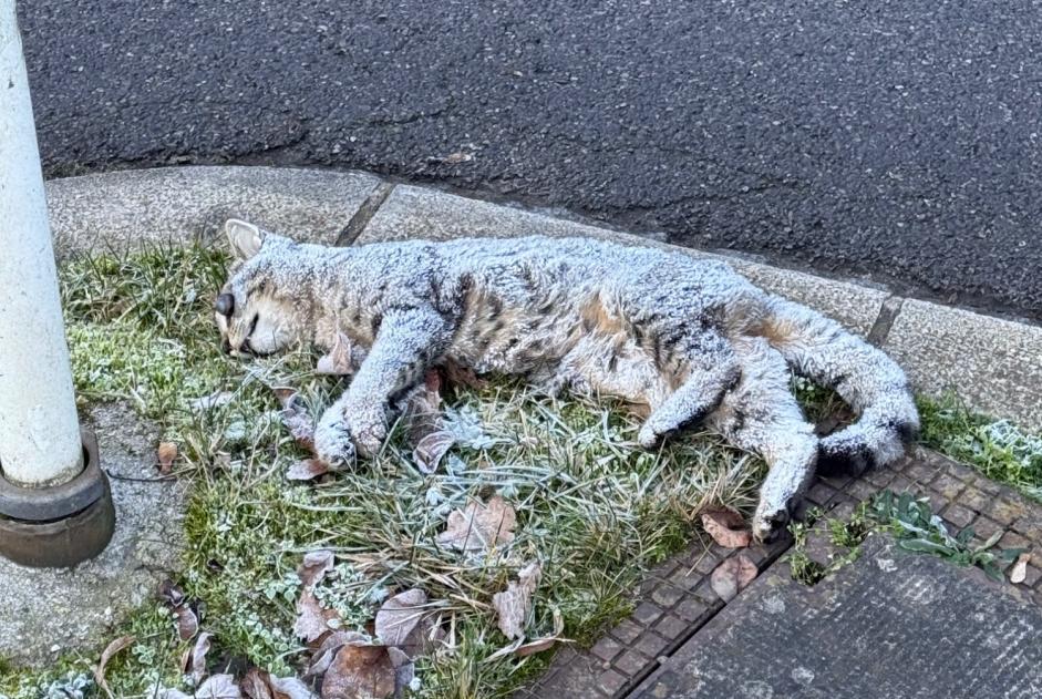 Alerte Découverte Chat Inconnu Luxembourg Luxembourg