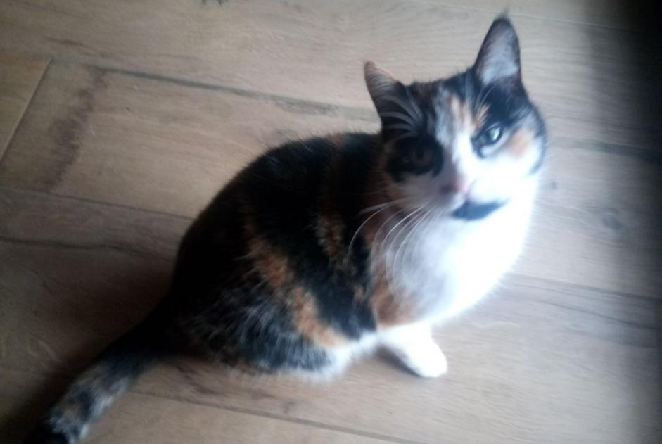 Alerte Disparition Chat Femelle , 3 ans Hadol France