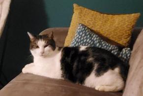 Alerte Disparition Chat Mâle , 7 ans Riddes Suisse