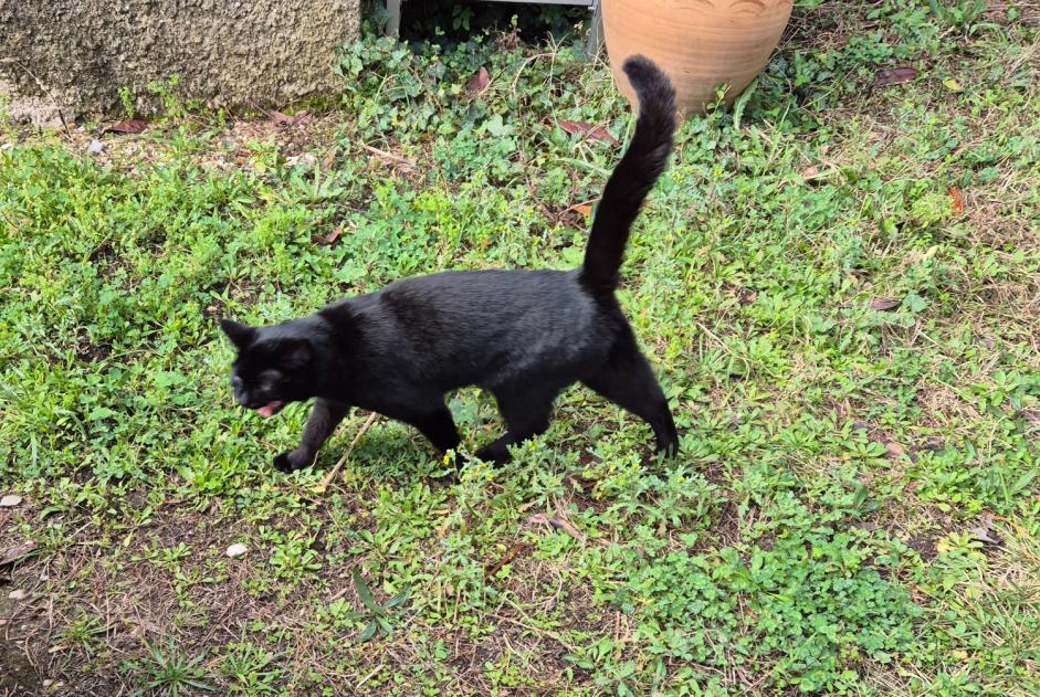 Alerte Découverte Chat Femelle , Entre 9 et 12 mois Marignane France