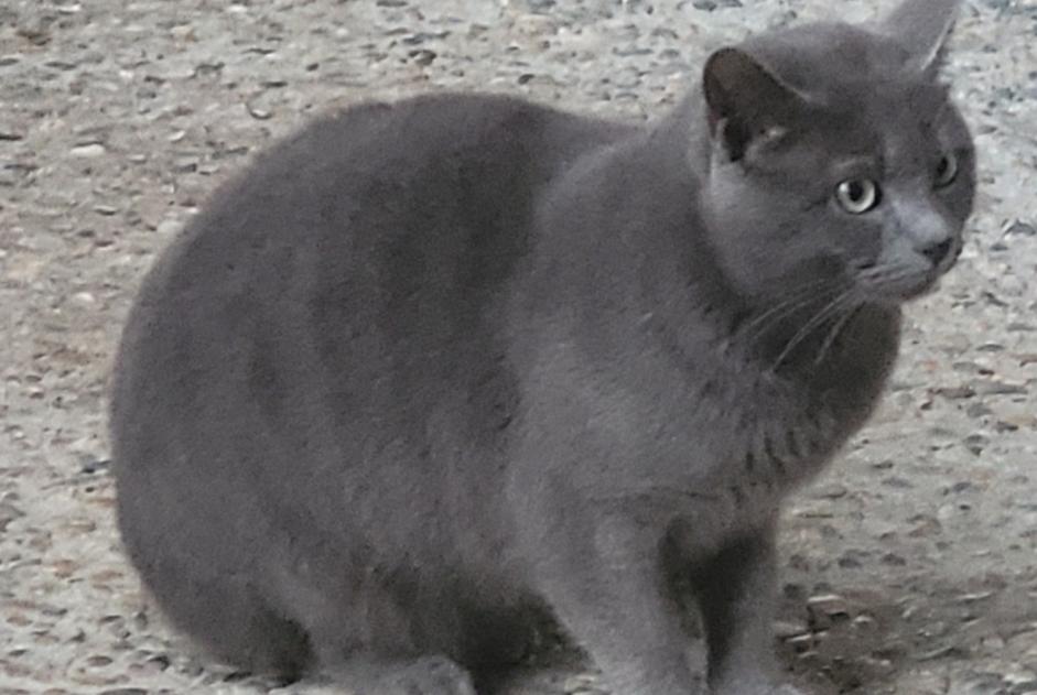 Alerte Découverte Chat croisement Mâle Clairac France