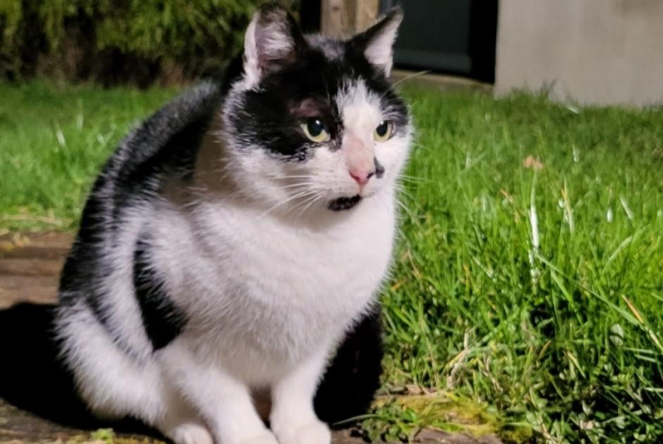 Alerte Découverte Chat  Inconnu Les Landes-Genusson France