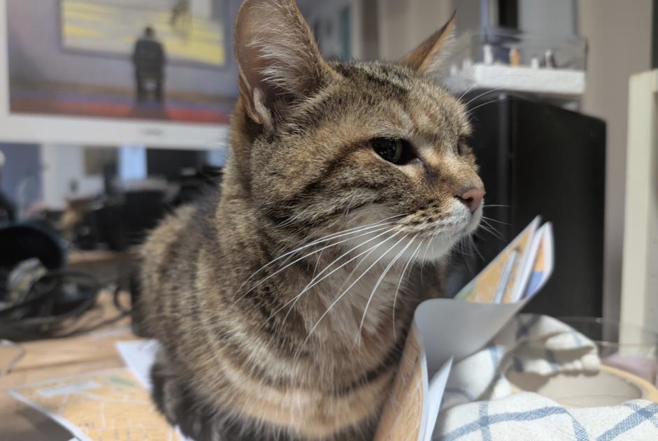 Alerte Découverte Chat Inconnu Saintes France