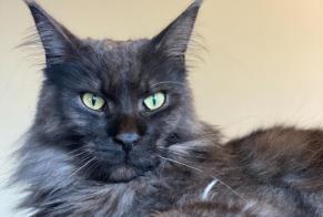 Alerte Disparition Chat  Mâle , 3 ans L'Isle-Adam France