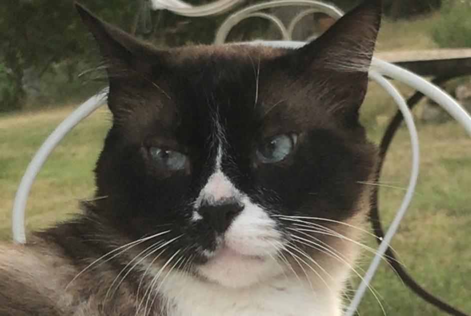 Alerte Disparition Chat croisement Mâle , 11 ans Montgeard France