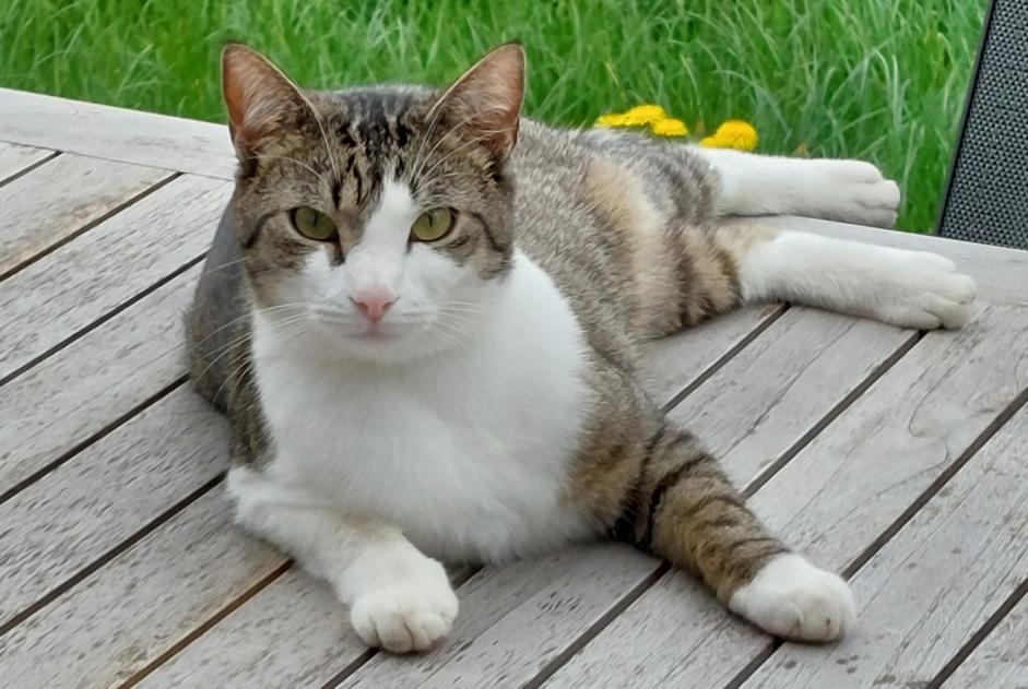 Alerte Disparition Chat Mâle , 4 ans Luxembourg Luxembourg