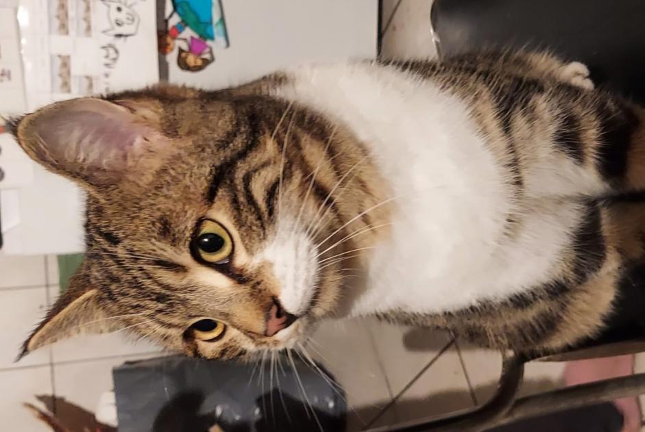 Alerte Disparition Chat Mâle , 1 ans Torny Suisse