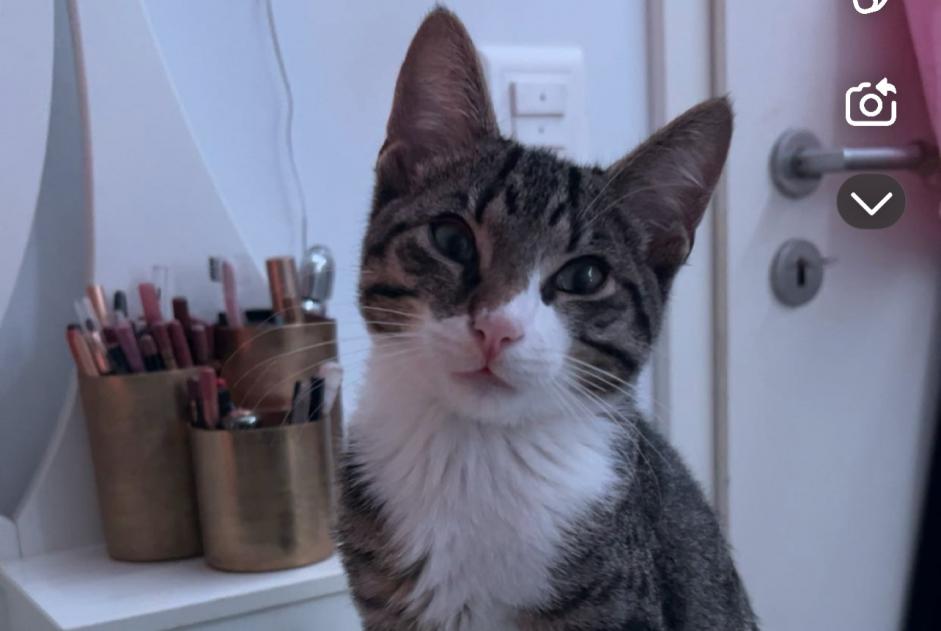 Alerte Disparition Chat Mâle , 1 ans Neuchâtel Suisse