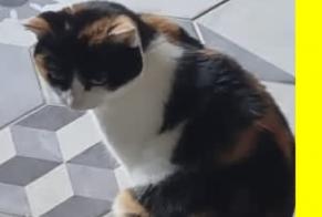 Alerte Disparition Chat Femelle , 7 ans Villemaréchal France