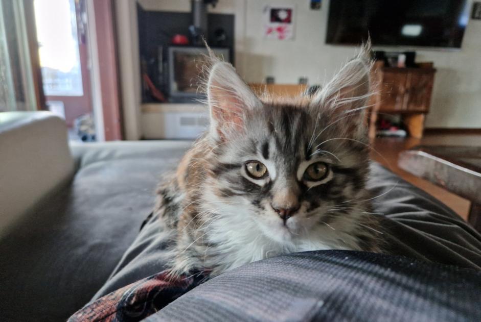 Alerte Disparition Chat  Mâle , 1 ans Le Locle Suisse