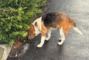 Alerte Découverte Chien  Mâle Lyon France