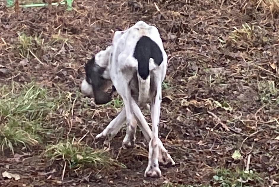 Alerte Découverte Chien Inconnu Cuzieu France