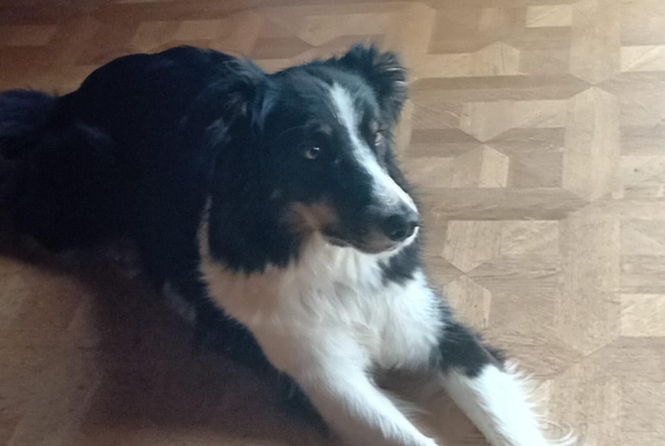 Alerte Disparition Chien  Femelle , 6 ans Hauteluce France