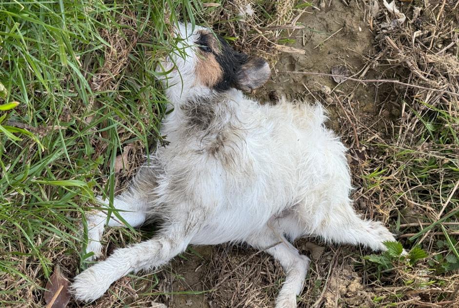 Alerte Découverte Chien  Inconnu , 5 ans Marigné-Peuton France