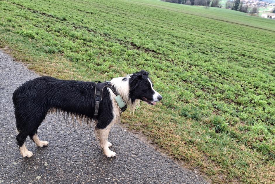 Alerte Découverte Chien  Inconnu Grandevent Suisse