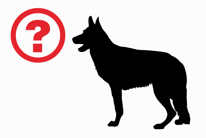 Ontdekkingsalarm Hond rassenvermenging Vrouwtje Ixelles België