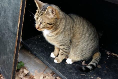 Avviso scomparsa Gatto Européen Maschio , 9 anni Mennecy Francia