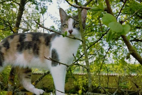 Avviso scomparsa Gatto Femmina , 8 anni Neuvicq-le-Château Francia