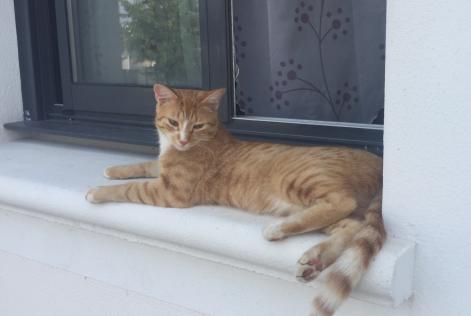 Avviso scomparsa Gatto Maschio , 8 anni Le Temple-de-Bretagne Francia