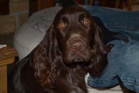 Avviso scomparsa Cane  Maschio , 6 anni Savigny-le-Temple Francia