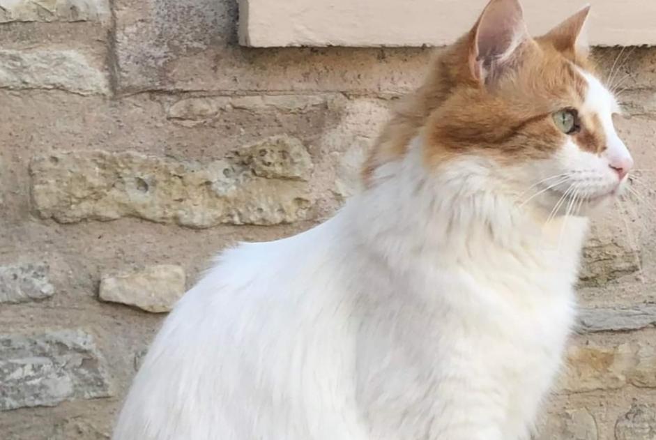 Avviso scomparsa Gatto incrocio di razze Maschio , 6 anni Chaville Francia