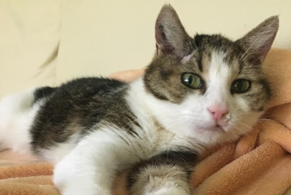 Avviso scomparsa Gatto Femmina , 16 anni Chêne-Bourg Svizzera