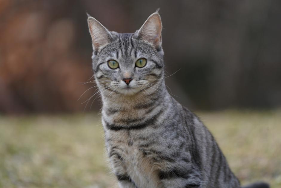 Avviso scomparsa Gatto incrocio di razze Femmina , 2 anni Gryon Svizzera