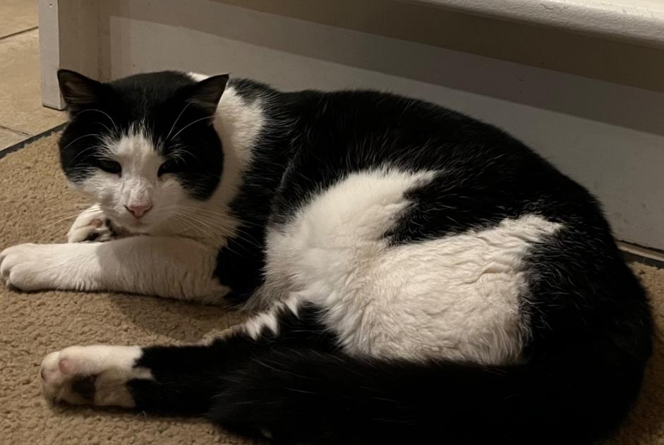 Avviso scomparsa Gatto Maschio , 3 anni Evionnaz Svizzera