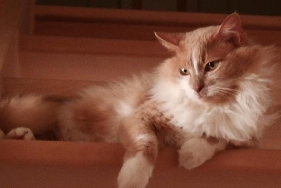 Avviso scomparsa Gatto incrocio di razze Maschio , 12 anni Plescop Francia