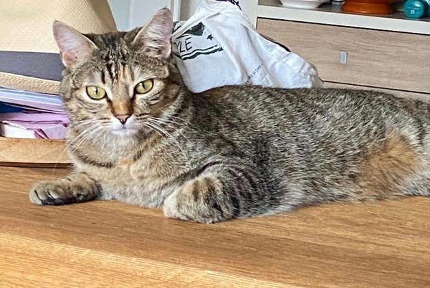 Avviso scomparsa Gatto Femmina , 2 anni Genève Svizzera