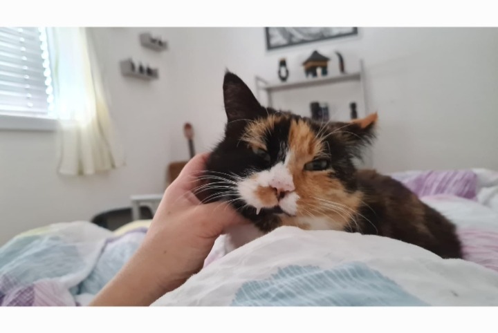 Avviso scomparsa Gatto Femmina , 9 anni Conthey Svizzera