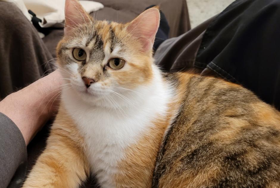 Avviso scomparsa Gatto  Femmina , 1 anni Saverdun Francia