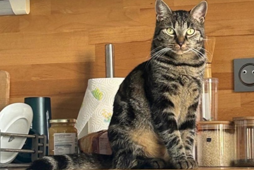 Avviso scomparsa Gatto  Femmina , 3 anni Chécy Francia