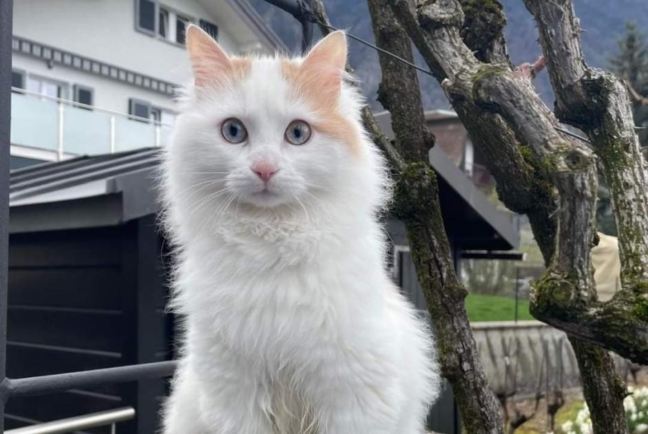 Avviso scomparsa Gatto  Femmina , 1 anni Villeneuve Svizzera