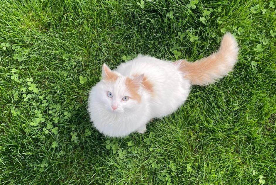 Avviso scomparsa Gatto  Femmina , 1 anni Villeneuve Svizzera